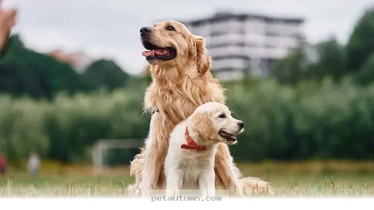 Ways Your Dog’s Behavior Shifts as They Grow Older Throughout 2026