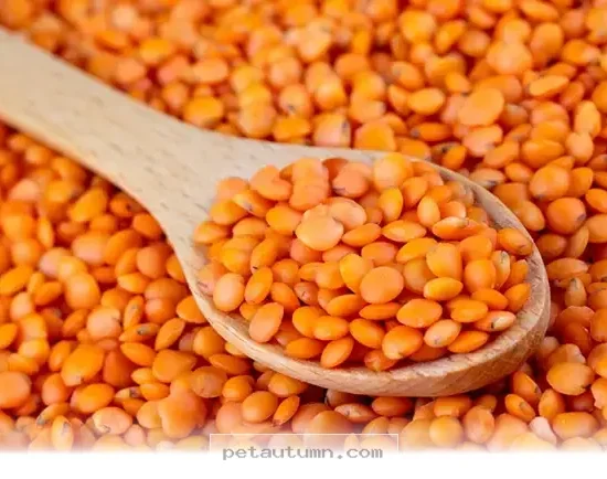 Why 5 Essential Nutrients From Meat Are Vital For Your Pets In 2026