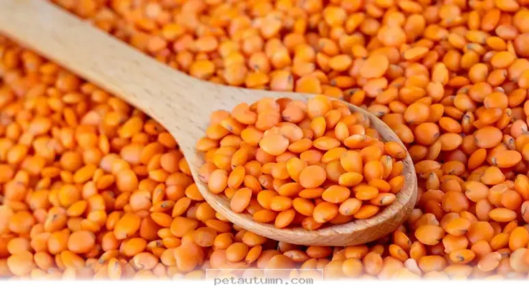 Why 5 Essential Nutrients From Meat Are Vital For Your Pets In 2026