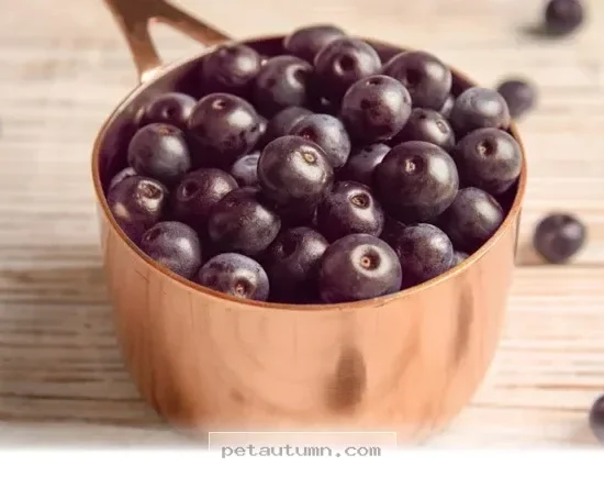 Why 5 Superfoods Are Healthier Than Blueberries for Your Pets in 2026
