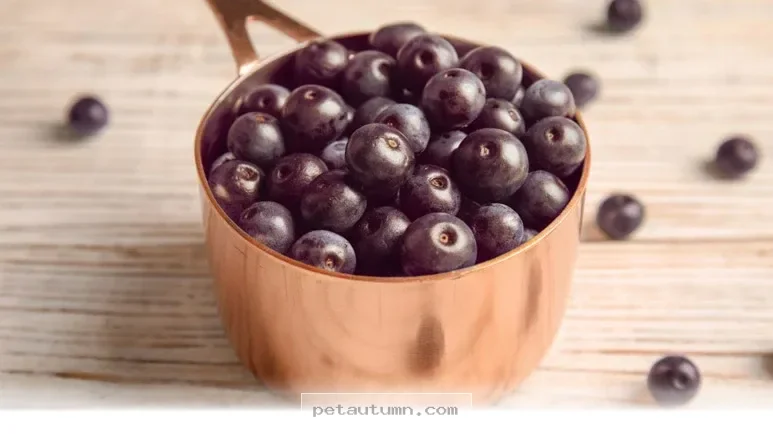 Why 5 Superfoods Are Healthier Than Blueberries for Your Pets in 2026