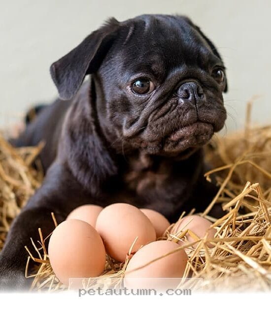 Can Dogs Eat Eggs Safely in 2026? Helpful Tips for Pet Owners