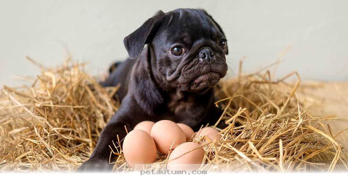 Can Dogs Eat Eggs Safely in 2026? Helpful Tips for Pet Owners