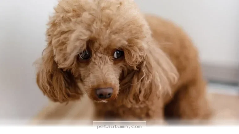 Essential 2026 Guide to Protecting Your Dog from Common Nerve Issues