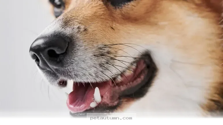 Essential 2026 Guide to Understanding Your Dog’s Unique Dental Needs