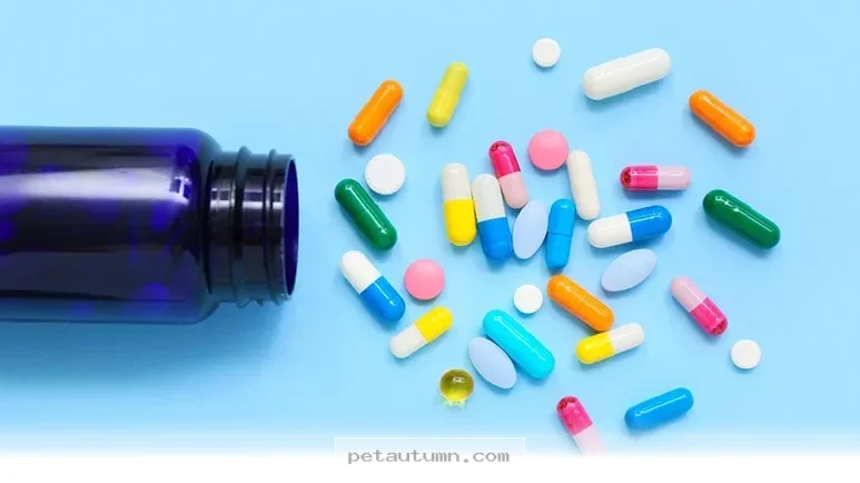 Essential 2026 Pet Health Tips To Keep Your Dog Safe At The Vet Clinic