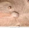 Essential Health Facts About Your Puppy Belly Button Care in 2026