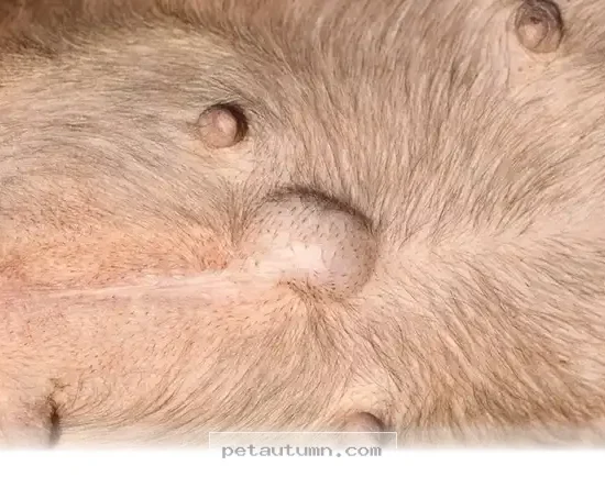 Essential Health Facts About Your Puppy Belly Button Care in 2026
