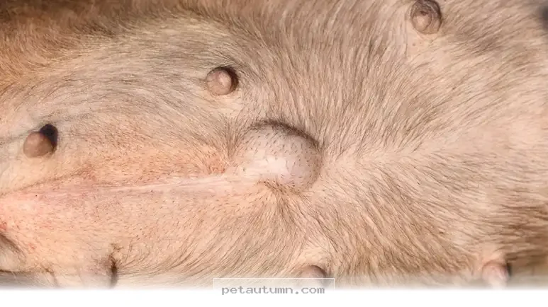 Essential Health Facts About Your Puppy Belly Button Care in 2026