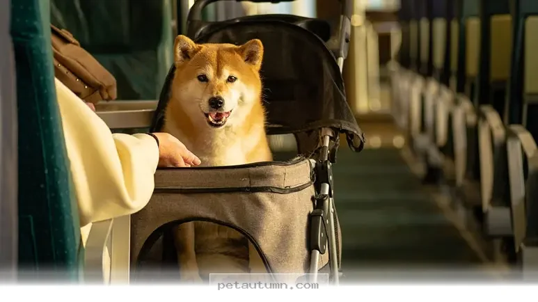Essential Tips for Managing Your Pets Through 5 Seasonal Changes in 2026