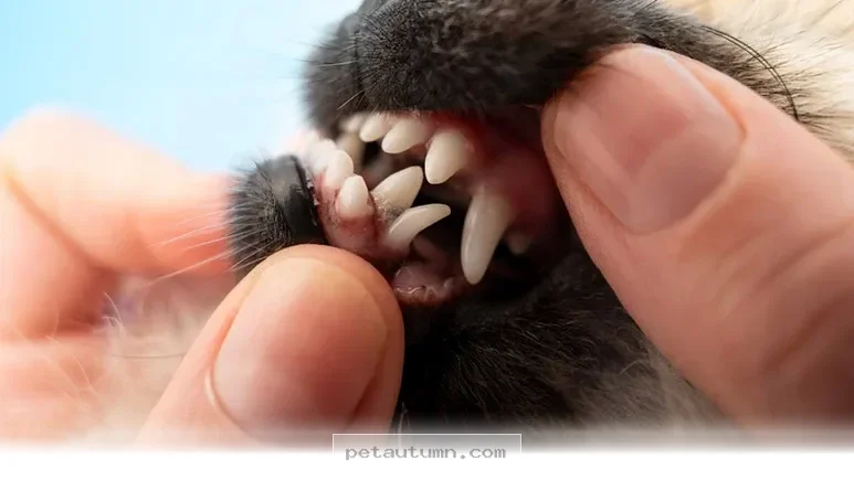 Essential Tips for Managing Your Puppy’s Retained Baby Teeth in 2026