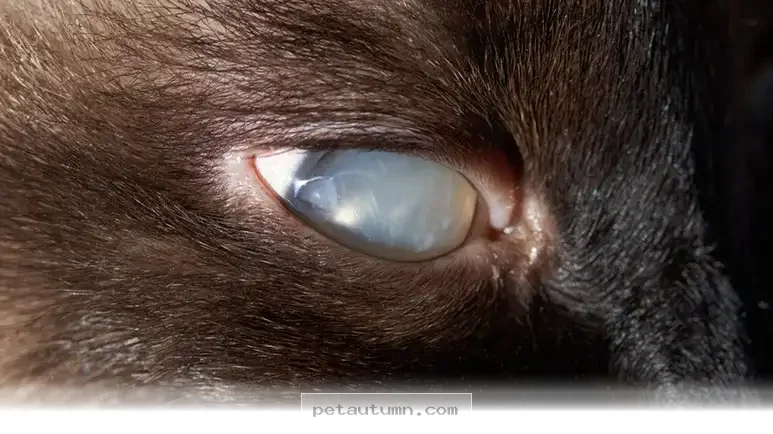 Essential Tips for Managing Your Senior Pet’s Eye Health in 2026