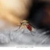Essential Tips to Protect Your Dog From 2026 Summer Pest Hazards