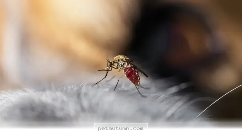 Essential Tips to Protect Your Dog From 2026 Summer Pest Hazards