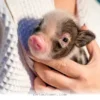 Everything You Need To Know Before Adopting A Pet Pig In 2026