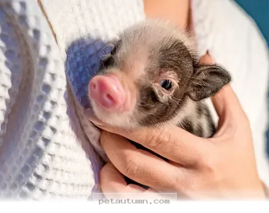 Everything You Need To Know Before Adopting A Pet Pig In 2026