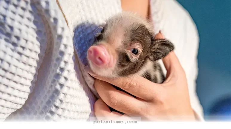 Everything You Need To Know Before Adopting A Pet Pig In 2026
