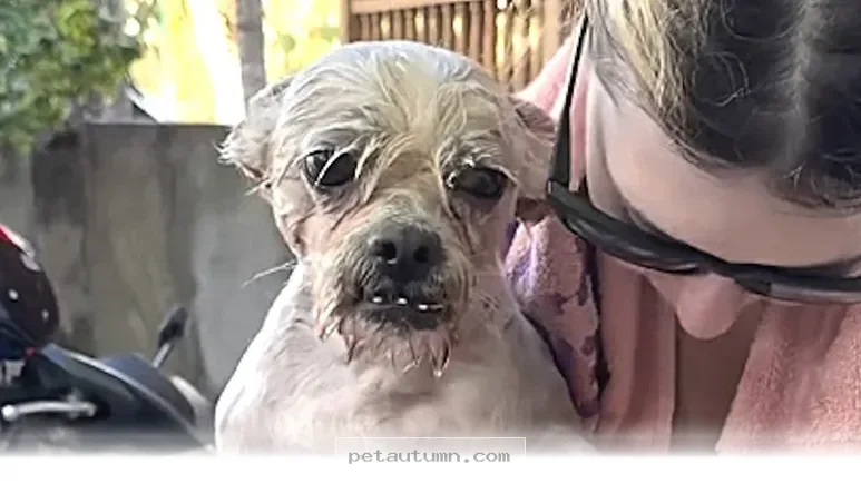 Finding a Loving Home for 1 Special Rescue Dog in the Year 2026