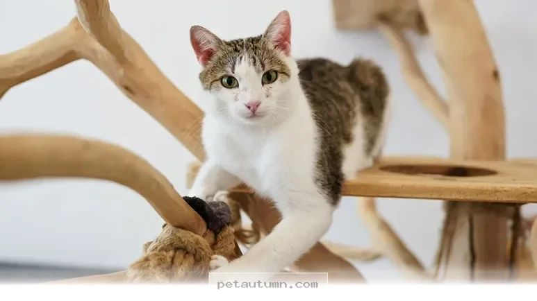 Fun Exercises to Keep Your Cat Active and Healthy Throughout 2026