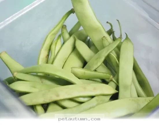 Healthy Fridge Snacks Your Dog Will Love in 2026 for 5 Dollars or Less