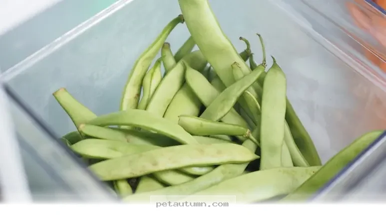 Healthy Fridge Snacks Your Dog Will Love in 2026 for 5 Dollars or Less