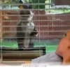 Heartwarming 2026 Guide to Keeping 1 Energetic Dog Safe and Happy