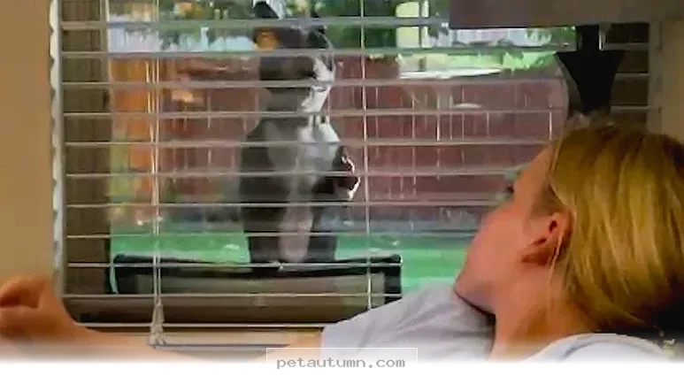 Heartwarming 2026 Guide to Keeping 1 Energetic Dog Safe and Happy