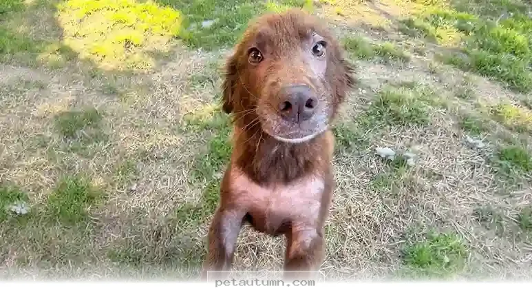 Help Your 1 Pet Enjoy Life Outdoors Safely in 2026 With These Tips