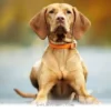 Helpful Guide to Understanding 7 Reasons Your Pet Loses Balance in 2026
