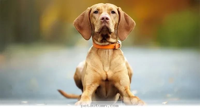 Helpful Guide to Understanding 7 Reasons Your Pet Loses Balance in 2026