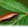 Helpful Ways to Protect Your Backyard Pollinators in 2026 and Beyond