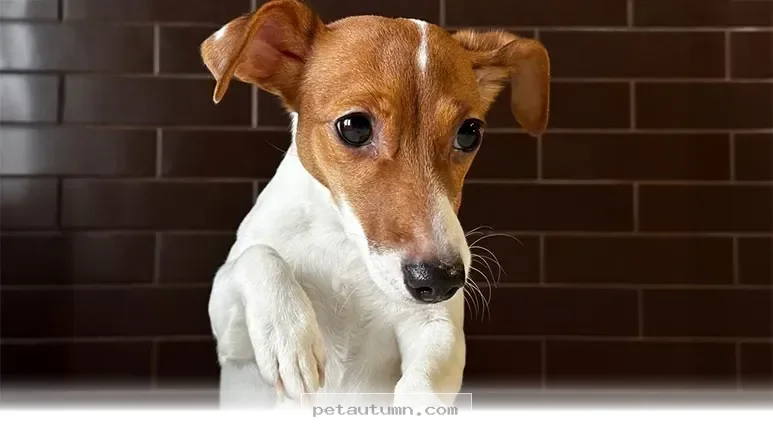 Helping Your Senior Dog Feel Satisfied During Meals in 2026