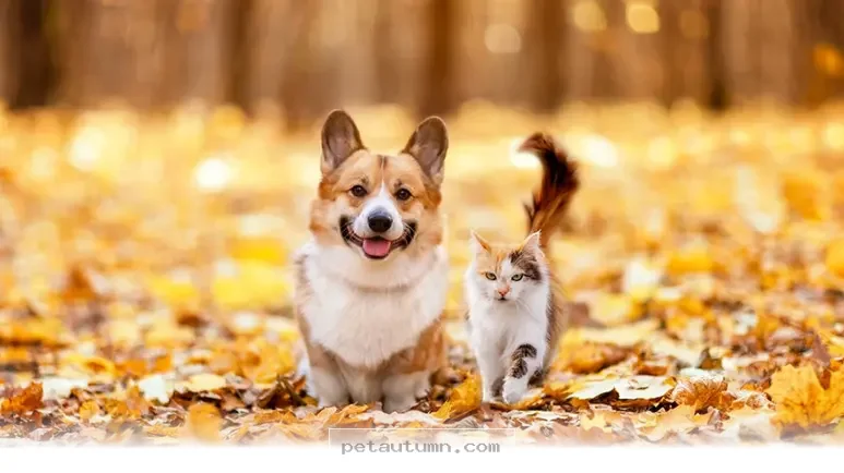 Hidden Autumn Dangers Every American Pet Owner Should Know in 2026