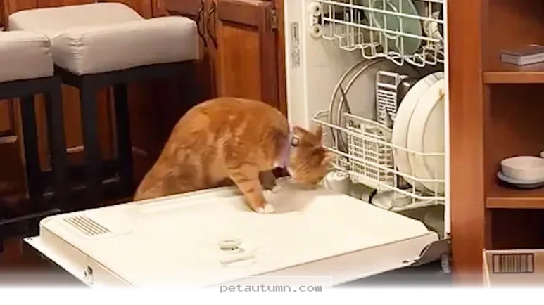 How 1 Clever Cat Finally Mastered Your Kitchen Dishwasher in 2026