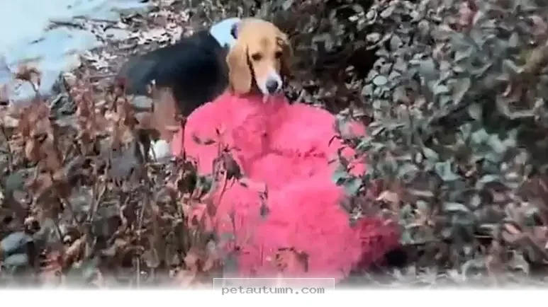 How 1 Dedicated Pup Completes a Special Daily Routine During 2026