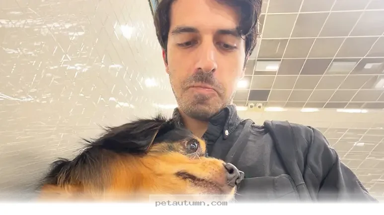 How 1 Dog Sitting Job Became a Fun 2026 Pet Care Journey for Me