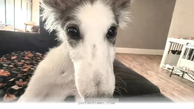 How 1 Inspiring Blind Dog Thrives With Joy Throughout 2026 Today