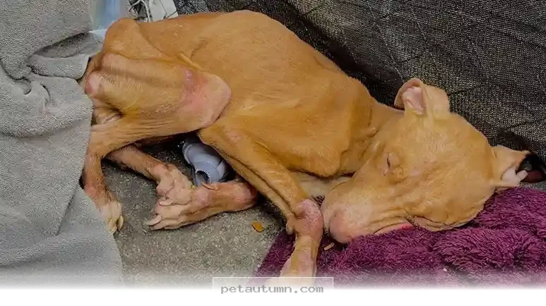 How 1 Kind Stranger Saved a Lost Pet During the 2026 Rescue Mission