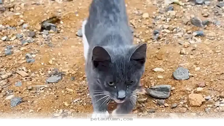 How 1 Little Rescue Kitten Found a Forever Home With a Runner in 2026