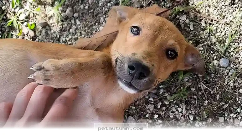 How 1 Little Stray Found Her Forever Home With A Kind Traveler In 2026