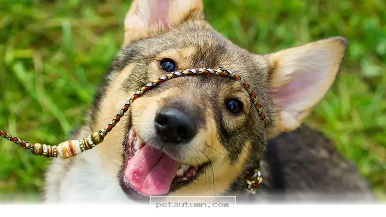 How 1 New 2026 Swedish Study Will Deepen Your Bond With Your Pet