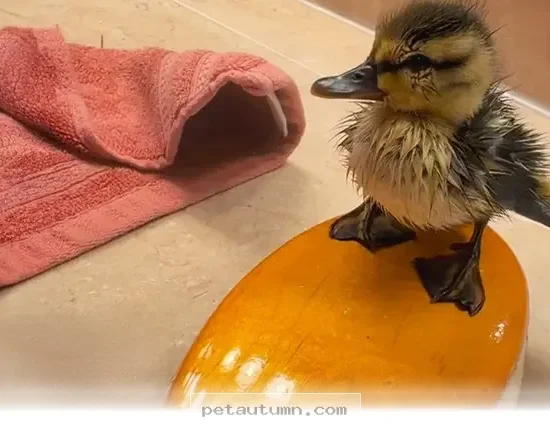 How 1 Tiny Duck Found Its Perfect Forever Home in 2026 for Pet Lovers