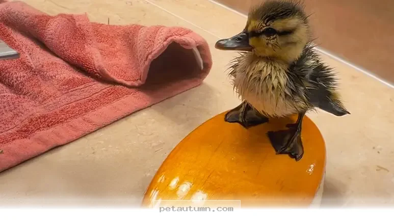 How 1 Tiny Duck Found Its Perfect Forever Home in 2026 for Pet Lovers
