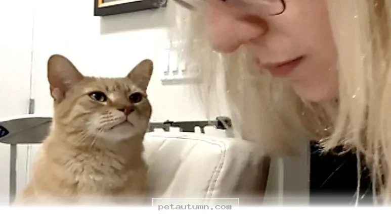 How 1 Very Vocal Orange Cat Found His Forever Home With Us In 2026