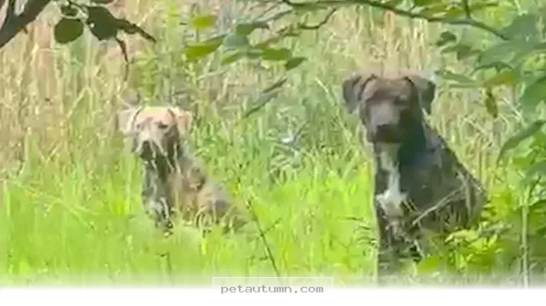 How 2 Devoted Dog Moms Formed an Unbreakable Bond During 2026
