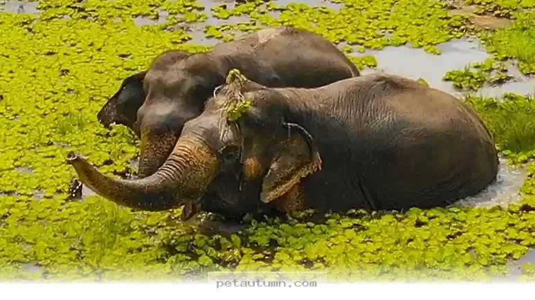 How 2 Loyal Animal Companions Support Each Other Throughout 2026