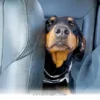 How 2 Rescued Dogs Found Comfort and Happiness Together in 2026