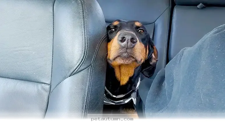 How 2 Rescued Dogs Found Comfort and Happiness Together in 2026