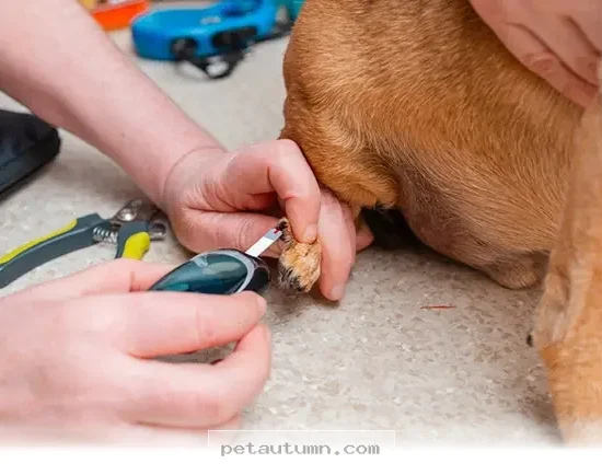 How 5 Essential Nutrients Keep Your Pet Healthy and Happy in 2026