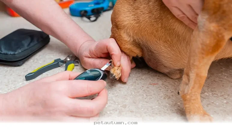 How 5 Essential Nutrients Keep Your Pet Healthy and Happy in 2026